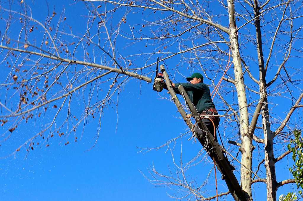 tree-trimming-north-dallas-dfw