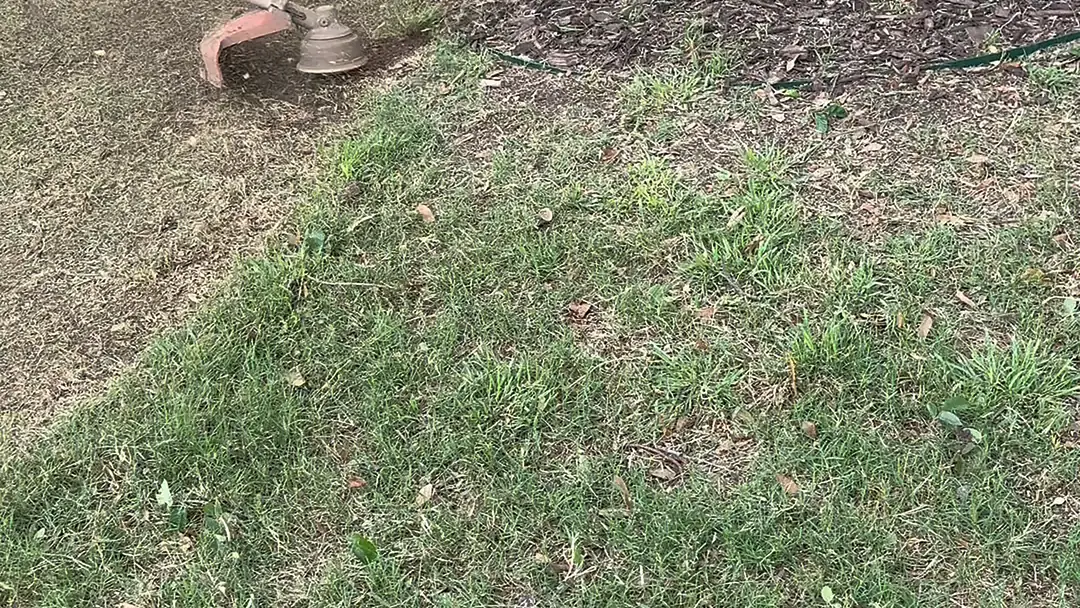 String trimmer edging a lawn along a front-yard tree