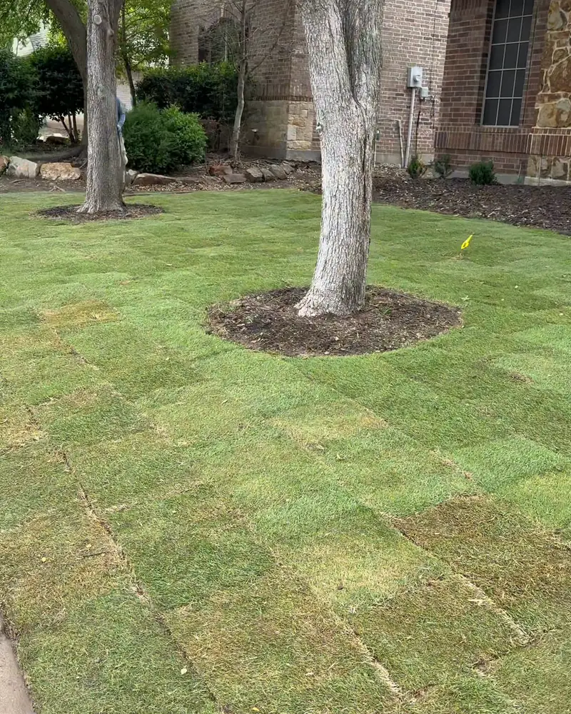 Fresh sod with a mulched tree ring in a front yard