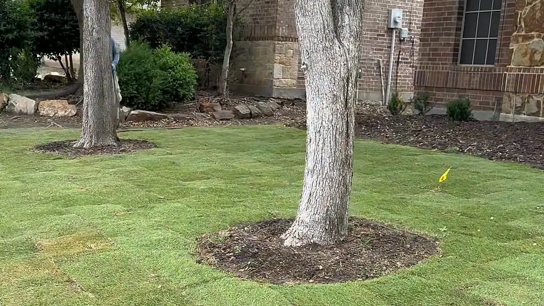 New sod lawn with a mulched ring around a tree