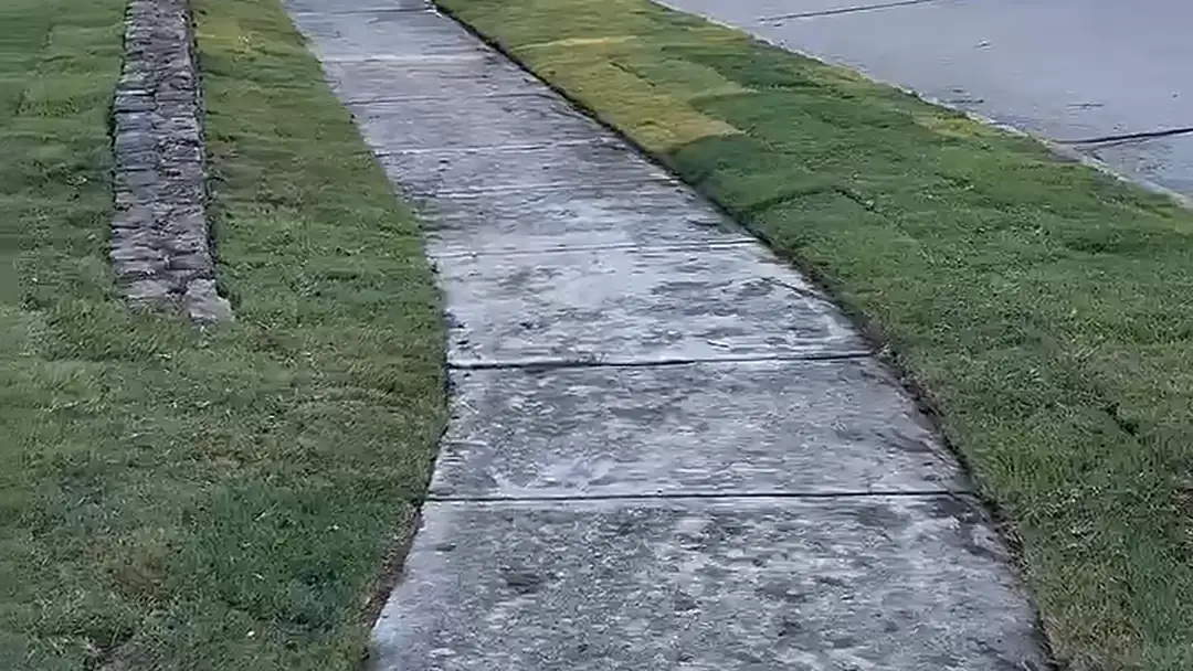 New lawn along a curved front walkway in a North Texas neighborhood