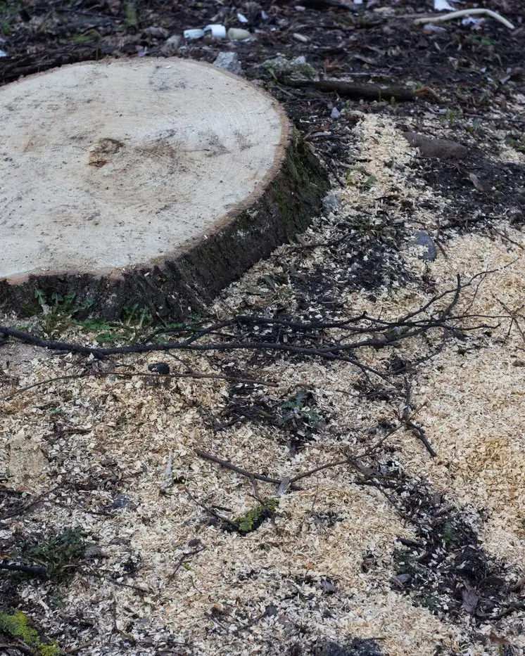 Fresh-cut tree stump surrounded by sawdust