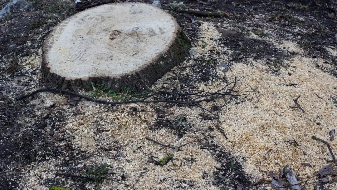 Freshly cut tree stump surrounded by sawdust