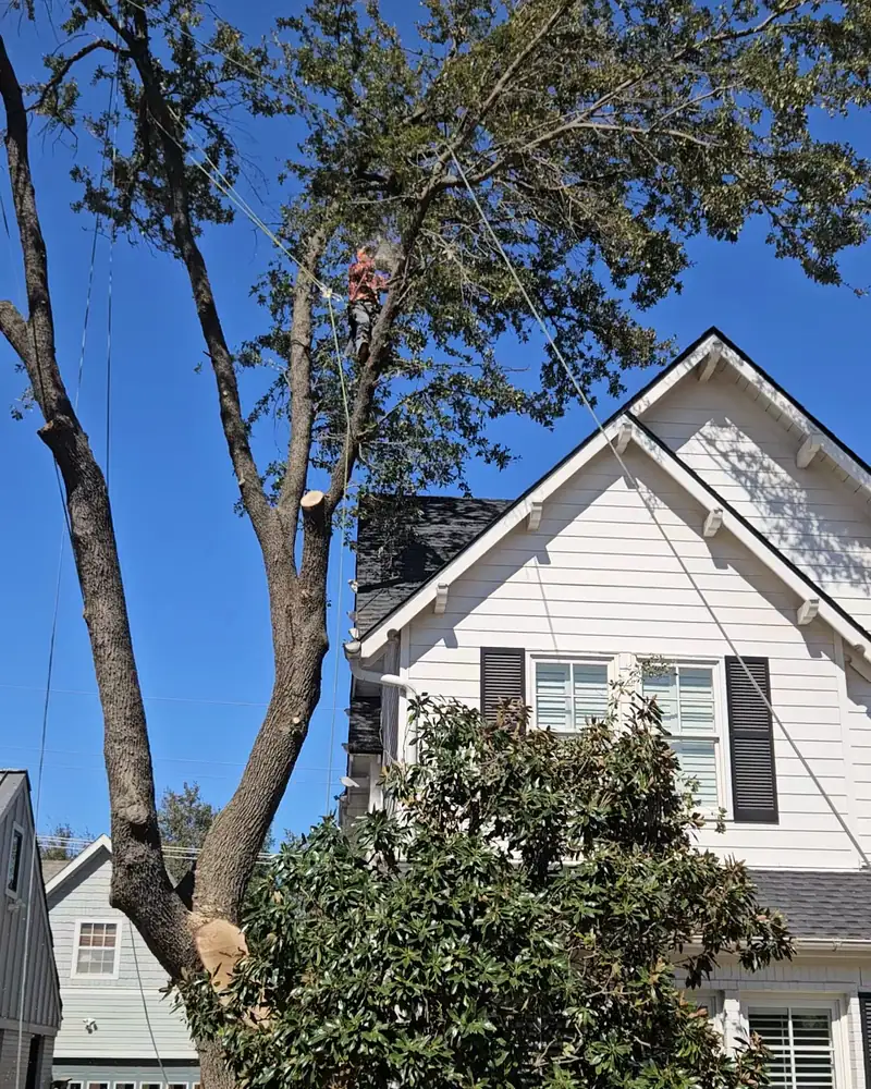 Tall shade tree beside a white two-story home