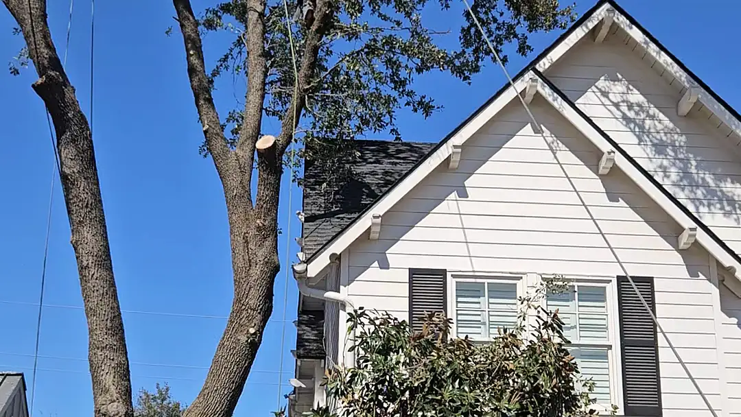 Large shade tree beside a two-story home before trimming