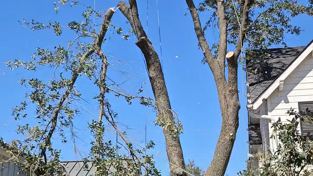 Crew taking down large limbs from a tree next to a house